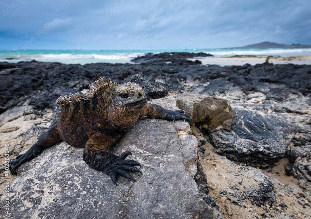 Marine iguana (Amblyrhynchus cristatus) resting on lava rock in Galapagos Islands with a beautiful background.