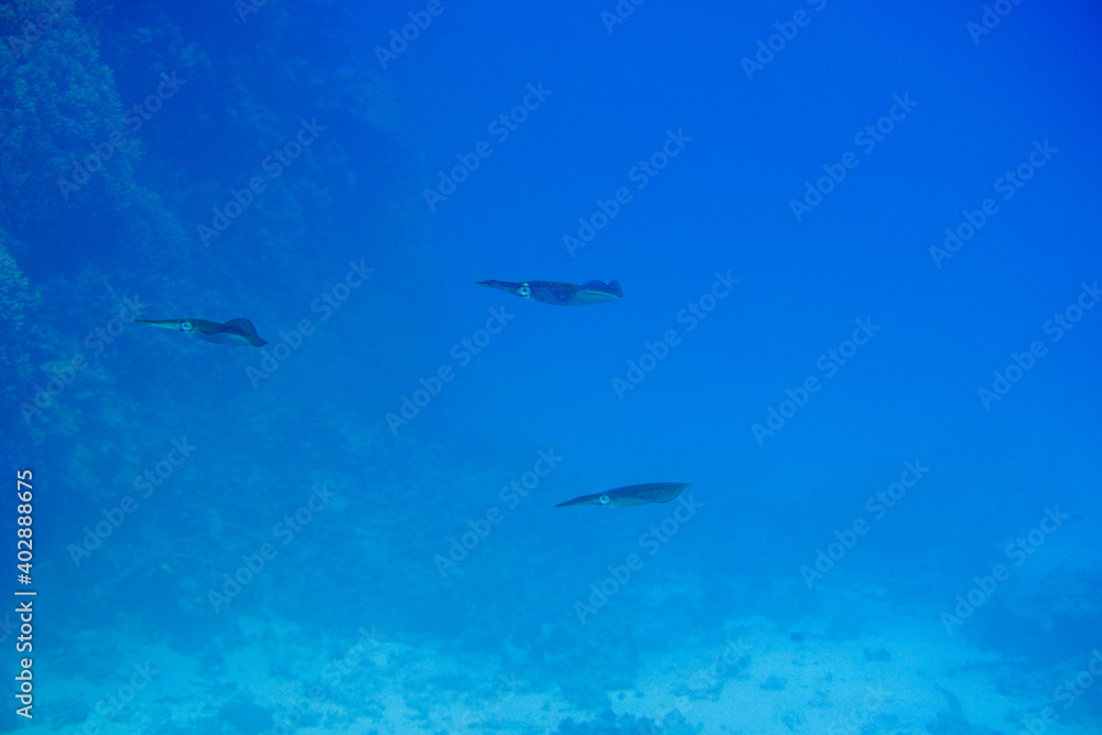 Beautiful squids Swimming In The Caribbean Sea. Blue Water. Relaxed, Curacao, Aruba, Bonaire, Animal, Scuba Diving, Ocean, Under The Sea, Underwater Photography, Snorkeling, Tropical Paradise. Beautiful squids Swimming In The Caribbean Sea. Blue Water. Relaxed, Curacao, Aruba, Bonaire, Animal, Scuba Diving, Ocean, Under The Sea, Underwater Photography, Snorkeling, Tropical Paradise.