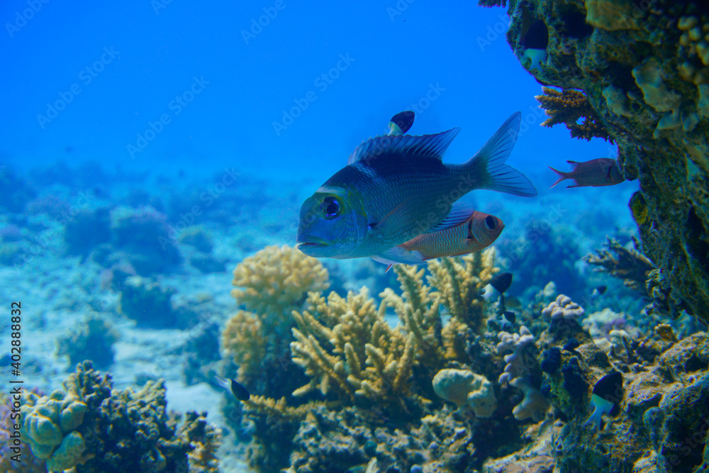 Fototapeta premium Beautiful fish Swimming In The red sea Sea. Blue Water. Relaxed, Curacao, Aruba, Bonaire, Animal, Scuba Diving, Ocean, Under The Sea, Underwater Photography, Snorkeling, Tropical Paradise.