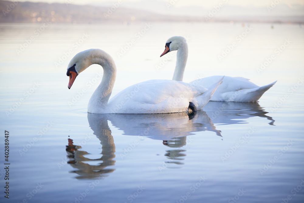 Fototapeta premium two swans reflection lake