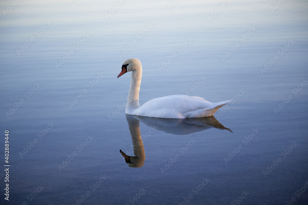 swan reflection lake swan reflection lake