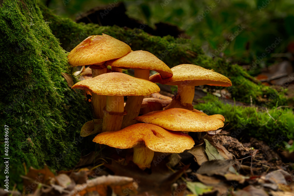 Group of spectacular rustgill fungi at the base of a tree Group of spectacular rustgill fungi at the base of a tree