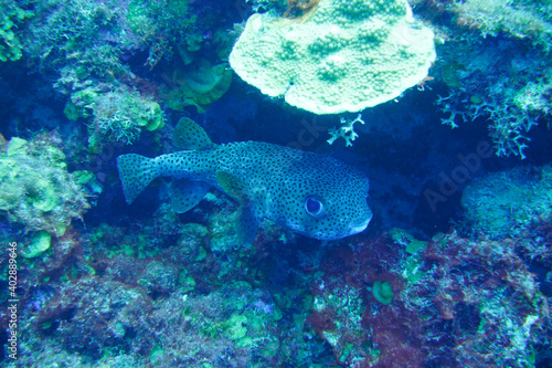 Porcupine fish pufferfish Fugu In The Caribbean Sea. Blue Water. Relaxed, Curacao, Aruba, Bonaire, Animal, Scuba Diving, Ocean, Under The Sea, Underwater Photography, Snorkeling, Tropical Paradise. © Filip