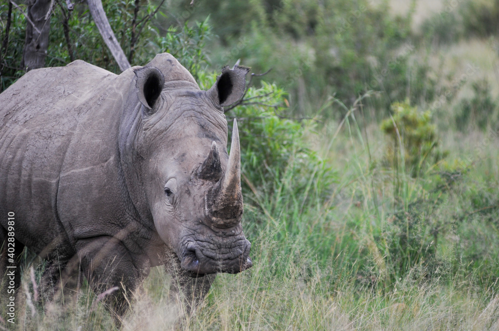 Fototapeta premium white rhino in the wild