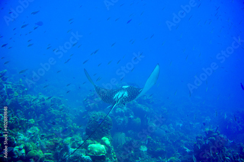 Spotted Eagle Ray Swimming In The Caribbean Sea. Blue Water. Relaxed, Curacao, Aruba, Bonaire, Animal, Scuba Diving, Ocean, Under The Sea, Underwater Photography, Snorkeling, Tropical Paradise.