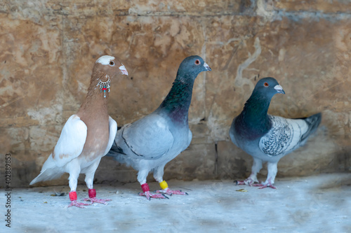 Three domestic pigeons, one of them has an earring. Pigeons have ring on their feet showing their information