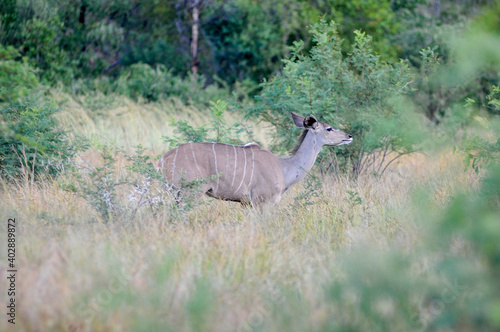 kudu in the bush © Andrew