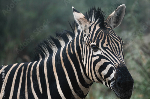 portrait of zebra