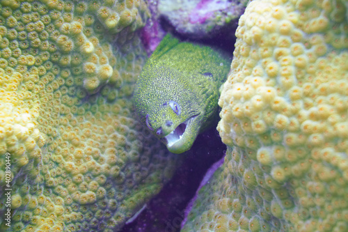 Beautiful Moray Eel In The Caribbean Sea. Blue Water. Relaxed  Curacao  Aruba  Bonaire  Animal  Scuba Diving  Ocean  Under The Sea  Underwater Photography  Snorkeling  Tropical Paradise.