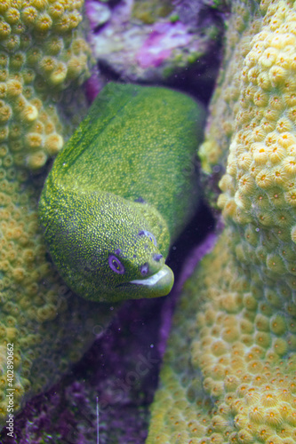 Beautiful Moray Eel In The Caribbean Sea. Blue Water. Relaxed, Curacao, Aruba, Bonaire, Animal, Scuba Diving, Ocean, Under The Sea, Underwater Photography, Snorkeling, Tropical Paradise.