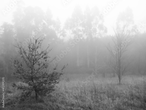 fog in the winter forest 