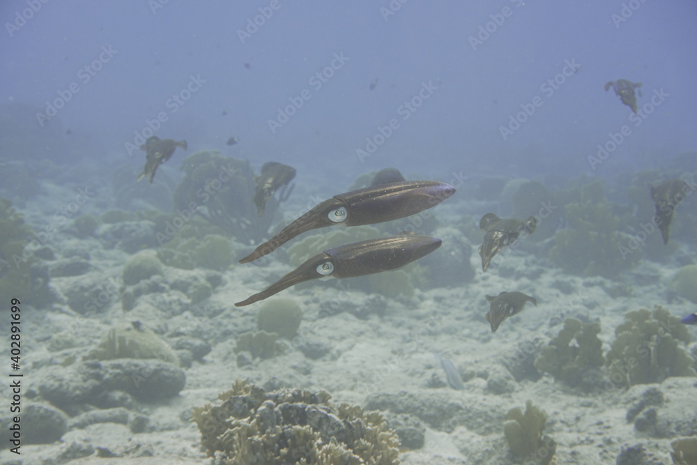 Fototapeta premium Beautiful Sea Turtle Swimming In The Caribbean Sea. Blue Water. Relaxed, Curacao, Aruba, Bonaire, Animal, Scuba Diving, Ocean, Under The Sea, Underwater Photography, Snorkeling, Tropical Paradise.