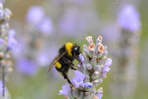 Small bee on a lavender plant © simonXT2