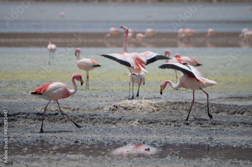 flamingos at Laguna Verde - Bolivia