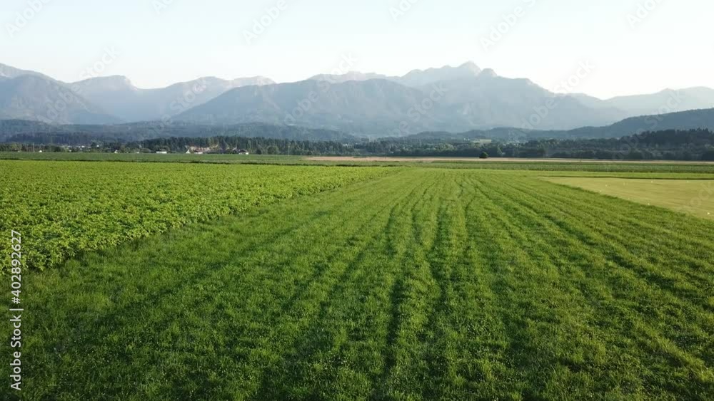 A drone capture of an Alpine landscape in Austria. The drone flies above the growing corn field. There are many small villages. High mountain chains in the back. Vast arable area. Fresh corps
A drone capture of an Alpine landscape in Austria. The drone flies above the growing corn field. There are many small villages. High mountain chains in the back. Vast arable area. Fresh corps