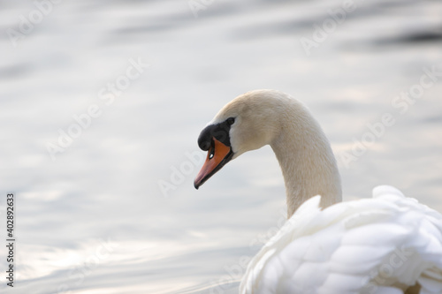 white swan  swimming in lake in a park, head shot