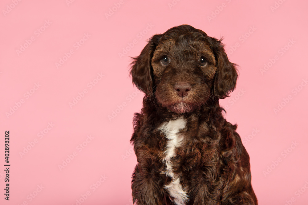 Portrait of a cute brown labradoodle puppy looking at the camera on a pink background with space for copy