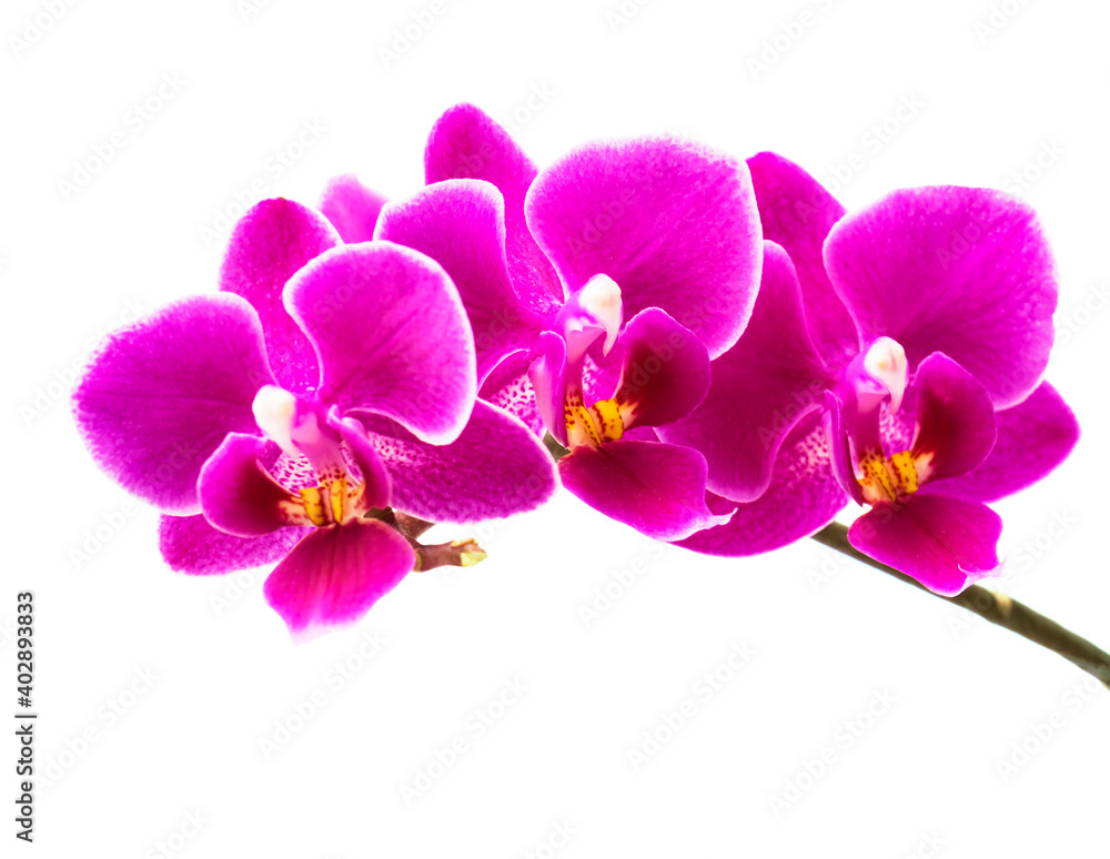 Obraz premium Abundant flowering of magenta phalaenopsis orchid. 