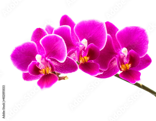 Fototapeta Naklejka Na Ścianę i Meble -   Abundant flowering of magenta phalaenopsis orchid.  