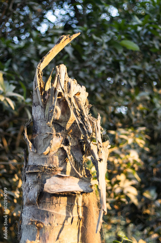 Sunshine on a dead headless dried coconut tree