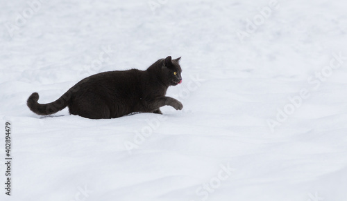 Adorable blue cat sitting playing on the snow