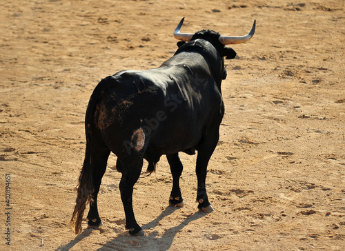 un toro español con una mirada desafiante en una plaza de toros durante un spectaculo de toreo