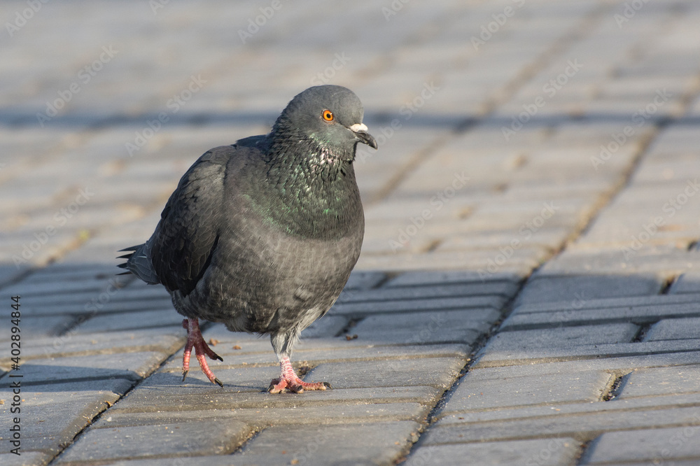 The gray dove walks along the park alley. The gray dove walks along the park alley.