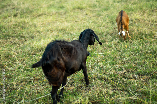 A black and a reddish, two goats eating grasses in a field