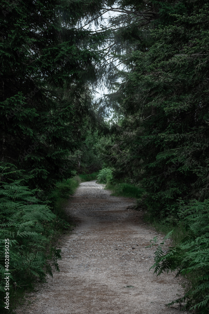 The Black Forest of Germany The Black Forest of Germany