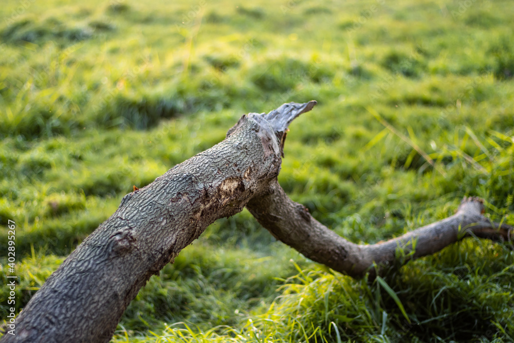 Fototapeta premium A laying lebbeck tree branch on the green grasses