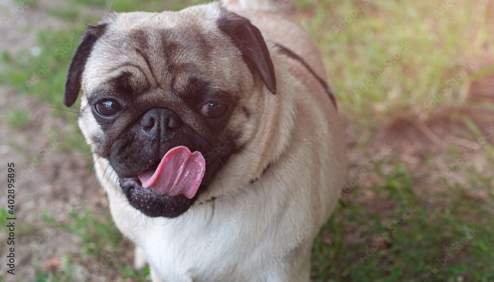 Funny pug face with open mouth with a long tongue against the blurred background.