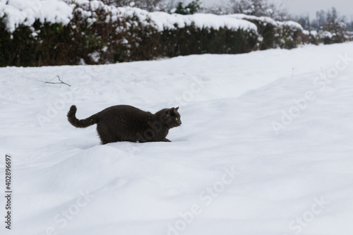 Adorable blue cat sitting playing on the snow