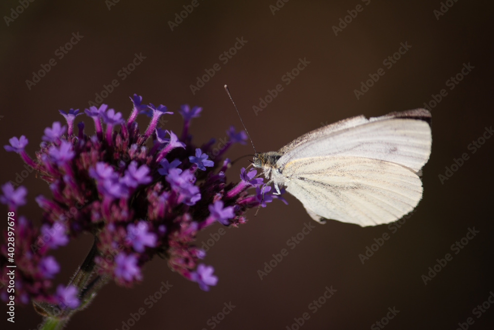 White Butterfly on flower White Butterfly on flower