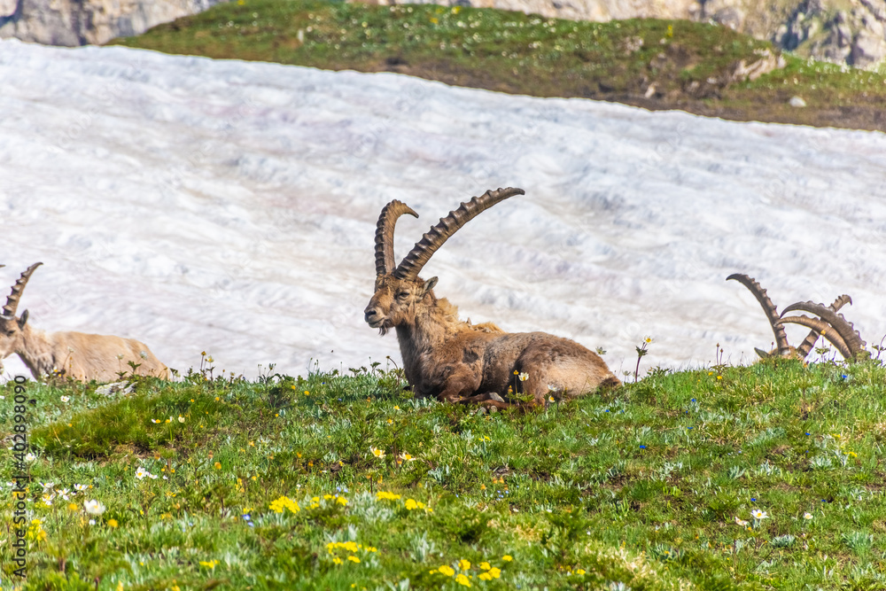 Alpine ibex in the mountains of Gran Paradiso National Park in Piedmont, Italy Alpine ibex in the mountains of Gran Paradiso National Park in Piedmont, Italy