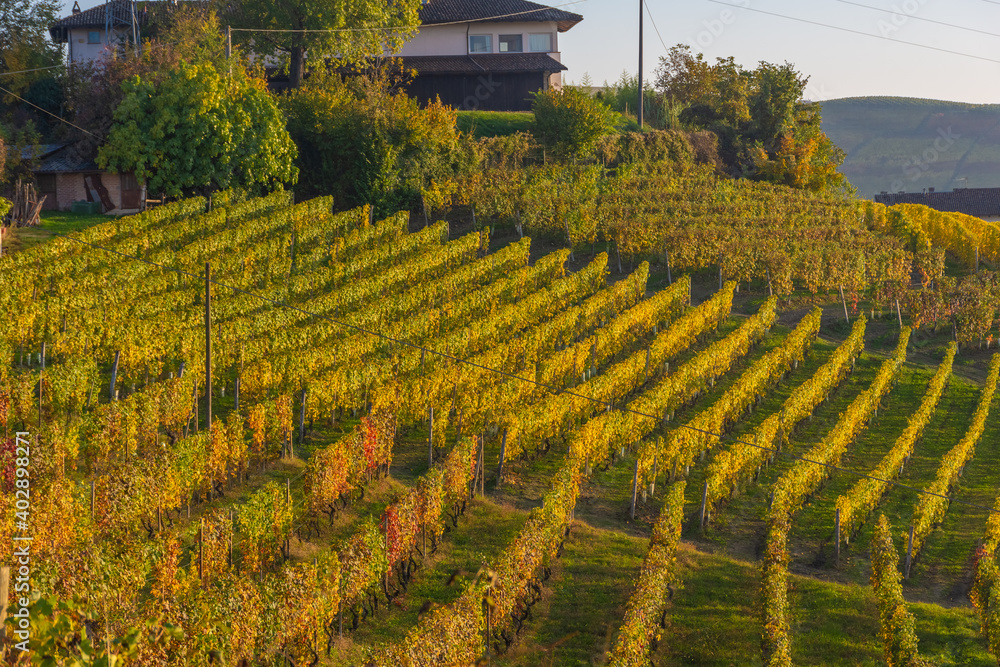 Amazing autumnal landscape in the Langhe, famous vineyard area in Piedmont Italy