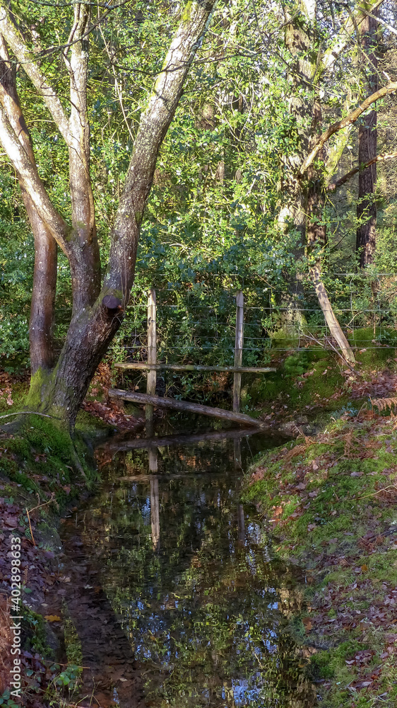 Rural scene of woodland trees in the New Forest, Hampshire, with rustic wooden fencing over natural water. Portrait image with foliage, reflections in the stream. Sunlit with shadows. England Rural scene of woodland trees in the New Forest, Hampshire, with rustic wooden fencing over natural water. Portrait image with foliage, reflections in the stream. Sunlit with shadows. England