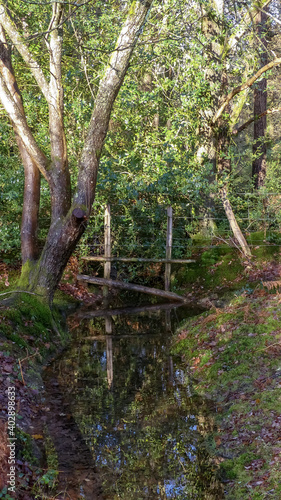 Rural scene of woodland trees in the New Forest  Hampshire  with rustic wooden fencing over natural water. Portrait image with foliage  reflections in the stream. Sunlit with shadows. England 