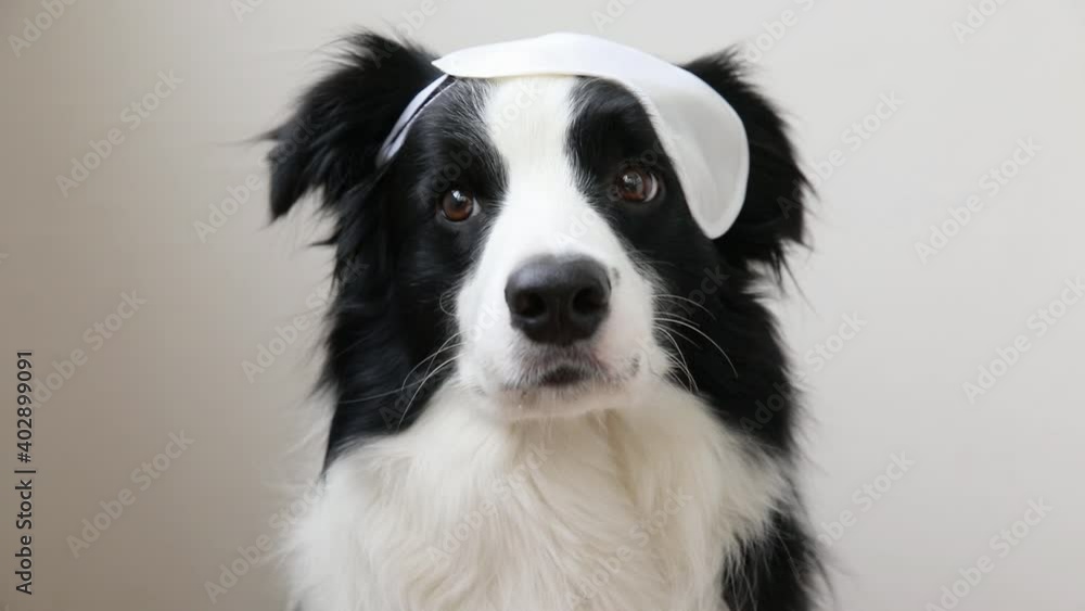 Do not disturb me, let me sleep. Funny cute smiling puppy dog border collie with sleeping eye mask isolated on white background. Rest, good night, siesta, insomnia, relaxation, tired, travel concept Do not disturb me, let me sleep. Funny cute smiling puppy dog border collie with sleeping eye mask isolated on white background. Rest, good night, siesta, insomnia, relaxation, tired, travel concept