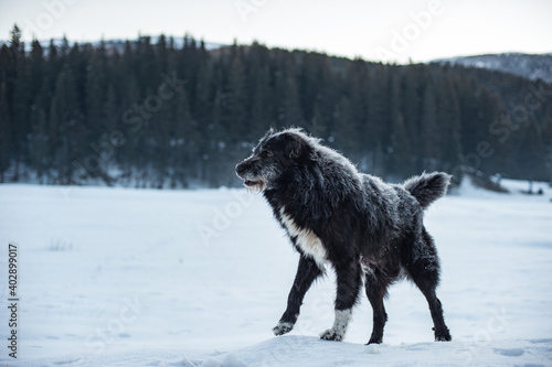 Winter landscape with black dog, a pine forest and mountain peaks in the background on a morning.