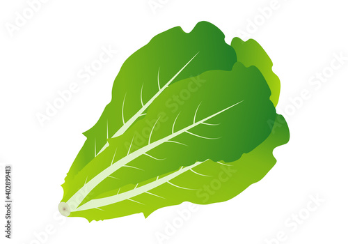 Lechuga verde larga sobre fondo blanco