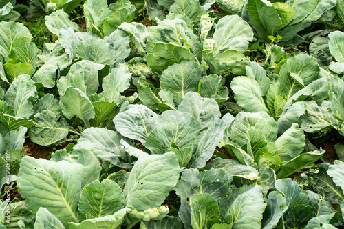 field of young cabbage. Cabbage seedlings in the garden, top view. Gardening. Growing cabbage in the ground.