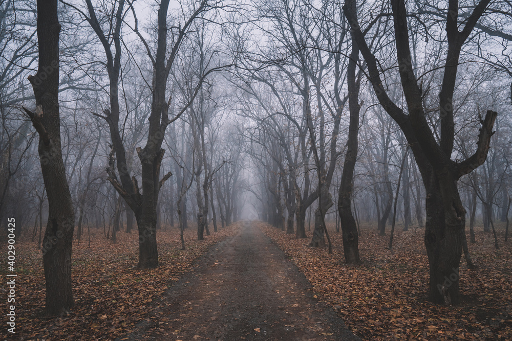 Misty Trees Alley In The Foggy Forest Misty Trees Alley In The Foggy Forest