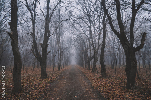 Misty Trees Alley In The Foggy Forest