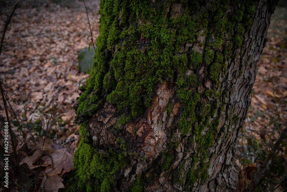 tree with moss on roots in a green forest or moss on tree trunk. Tree bark with green moss. tree with moss on roots in a green forest or moss on tree trunk. Tree bark with green moss.