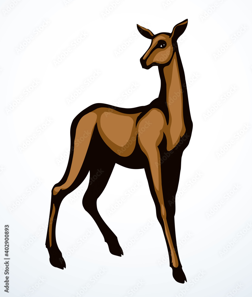 Beautiful female deer. Vector drawing Beautiful female deer. Vector drawing
