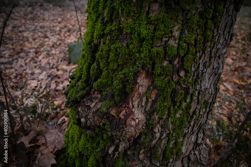 tree with moss on roots in a green forest or moss on tree trunk. Tree bark with green moss.