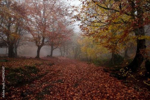 Landscape with beautiful fog in forest on hill or Trail through a mysterious winter forest with autumn leaves on the ground. Road through a winter forest. Magical atmosphere.