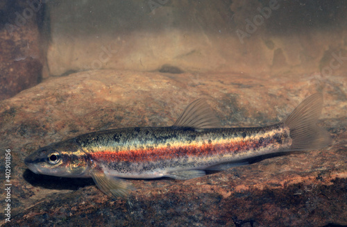 A male Blacknose Dace (Rhinichthys) minnow found in a stream in the Genesee River Watershed, NY. This is right where the Blacknose Dace and Eastern Blacknose Dace come together. photo