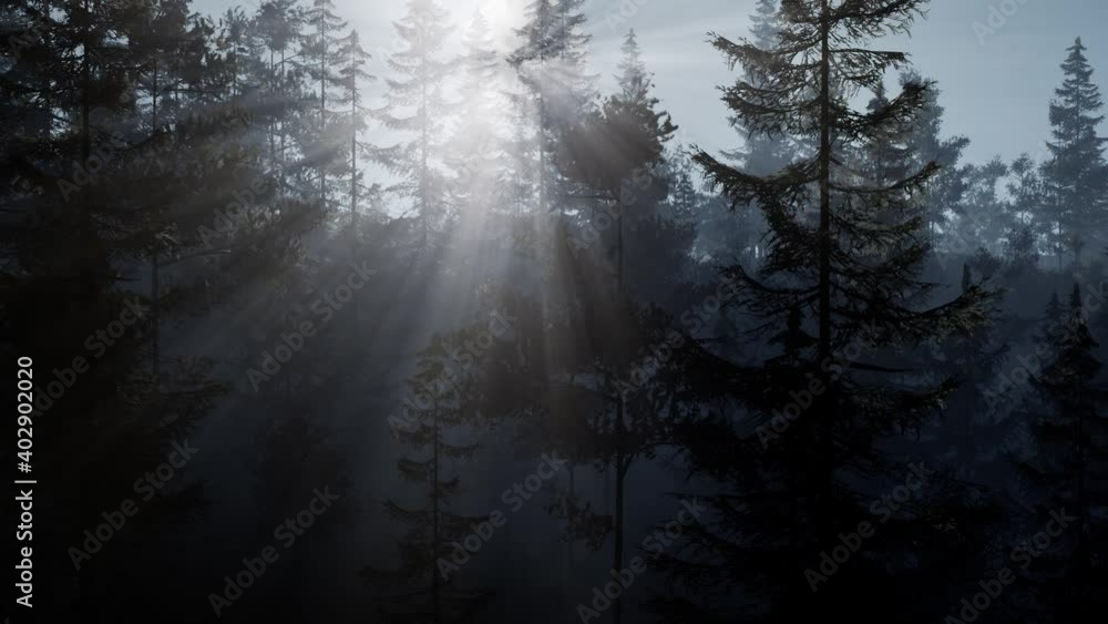misty nordic forest in early morning with fog misty nordic forest in early morning with fog