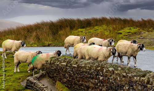 Swaledale sheep in winter.  A flock of Swaledale ewes on remote unfenced road near Keld in North Yorkshire.  Harsh, cold wet weather.  Horizontal.  Space for copy. photo